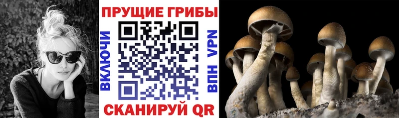 Галлюциногенные грибы прущие грибы  купить  цена  Сясьстрой 